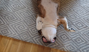 pet-stain-odor-removal-wonder-lake-il