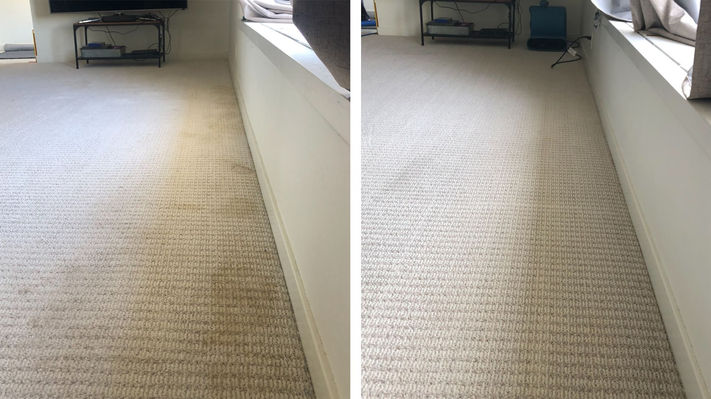Pet Stain and Odor Removal Guaranteed