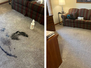 Carpet Stain Removal and Cleaning in Meridian Hills Neighborhood of Indianapolis, IN