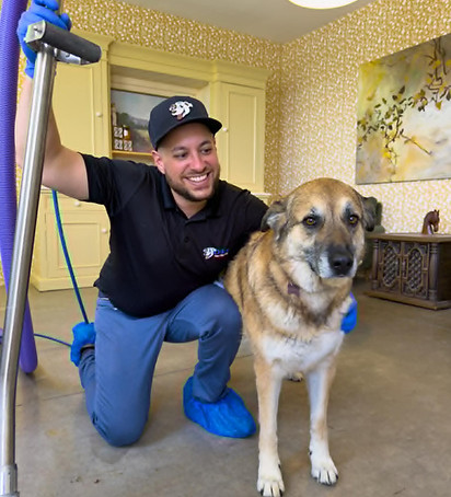 carpet-pet-stain-odor-removal-services-by-ollies-carpet-cleaning
