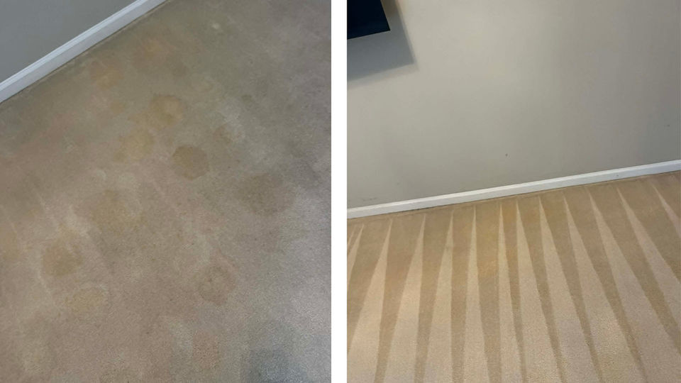 Pet Stain and Odor Removal Treatments