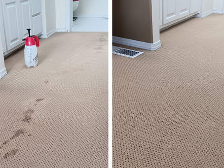 Expert Carpet Stain Removal Near Marysville, WA