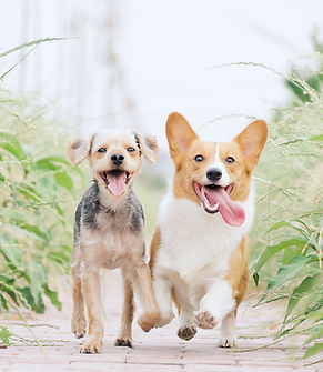 group dog training classes in lancashire preston blackpool