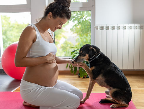 Pregnant woman sitting on yoga mat, resting after exercise and playing with dog, at home.j