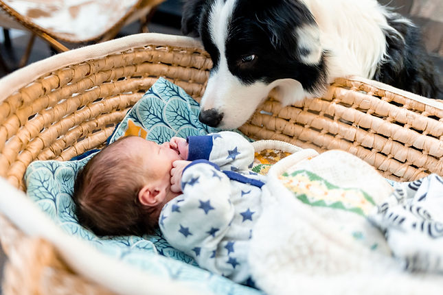 Curious dog sniffing newborn baby at home.jpg