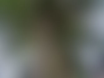 埼玉県さいたま市三橋(高所伐採作業)