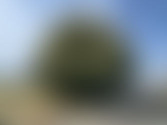 鴻巣・17号沿いの巨木群に挑む。25mのカシと雑木を、高所作業車と4人の結束で完全攻略!