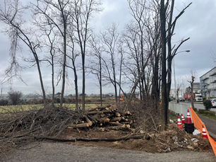 東京都瑞穂町・国道16号沿い伐採プロジェクト：5日目。ナラの巨木15本完遂と、整地が拓く新たな地平。