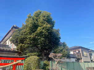 川越市中台・個人宅の守り神、樹高15mの巨木カシを挑む。住宅街に響く職人の精密な連携と安全への誓い