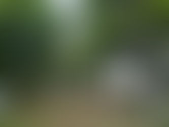 さいたま市中央区・地上25mの空中戦。少数精鋭2人で挑む、広葉樹の断崖剪定と伐採ドキュメント