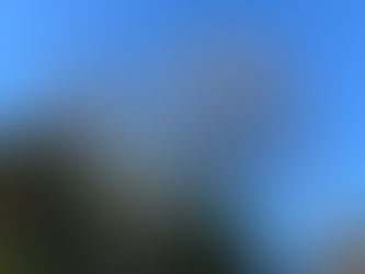 松戸市(大径木の伐採作業)