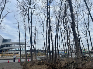 東京都瑞穂町・国道16号沿い伐採プロジェクト：2日目。ナラと桜の巨木に挑む、4人の職人と重機の総力戦