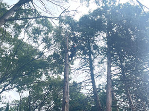 入間市(伐採作業)