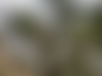 八王子市鑓水・神社の杜を守る。樹高25mの巨木ナラと20mカシに挑む、静寂と情熱の伐採記録