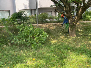 入間市霞川(除草作業)