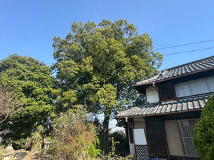 川越の空、25mの境界線。強風を読み、カシの巨木を「技」で制した2日間