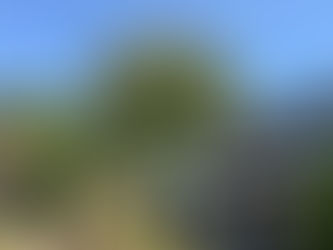 川越の空、25mの境界線。強風を読み、カシの巨木を「技」で制した2日間