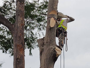 さいたま市三橋にて伐採作業