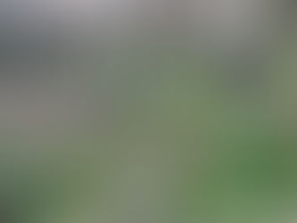 愛媛県今治市(伐採作業)