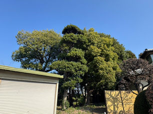 さいたま市日進・国道16号沿いの杜を整える。10本の雑木伐採に挑む職人の「速さと静寂」の1日。