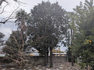 さいたま市日進・国道16号沿いの杜を整える。雨に濡れる15mの杉と雑木、職人が挑む「安全と美しさ」の2日目。