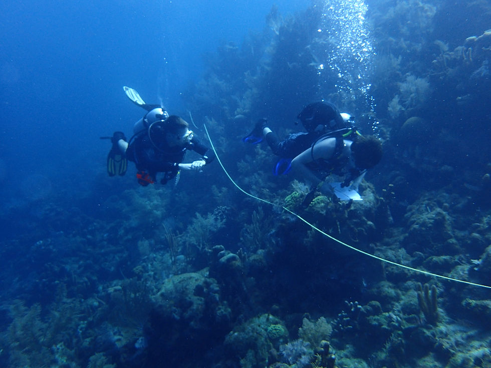 Two scuba divers collecting data from a transect line on a coral reef
