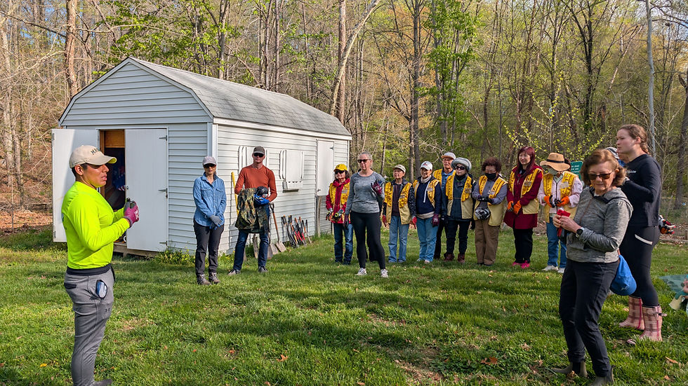 In support of the 2026 World Earth Day theme “Forest Awakening,” the Buddha's Light International Association (BLIA) Washington, D.C. Chapter joined an early spring vine removal project at Lake Accotink Park on April 11, 2026, with more than 20 BLIA members and community residents participating.