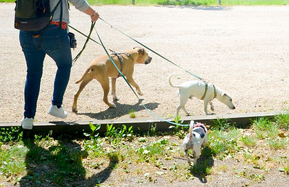 Dog sitting Orléans, Olivet, Saint Jean de Braye, Saint Jean le Blanc, Saint Pryvé saint mesmin,
