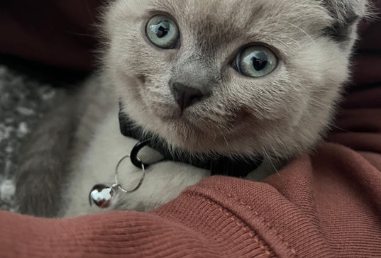 Miso at home