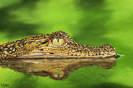 'Crocodile', a wildlife oil painting by artist Anthony Carey.