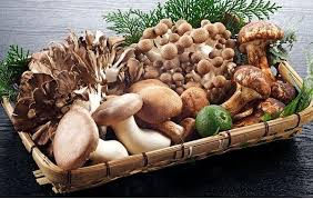 BETA GLUCAN– “kim cương” được tìm thấy cho hệ miễn dịch tự nhiên