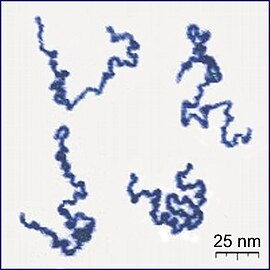 Figure 2: Linear polymer chains suspended in a liquid medium, observed under a microscope (Source: Wikipedia)