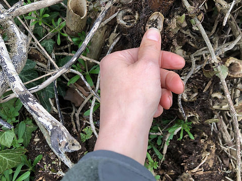 Dead stems of Japaese knotweed give a pop sound