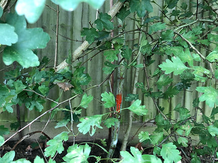 Japanese knotweed spreading