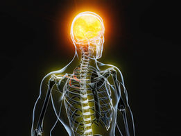 Your Gut, Your Brain, and a Network You’ve Probably Never Heard Of