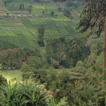 Kangunu - Main picture.jpg