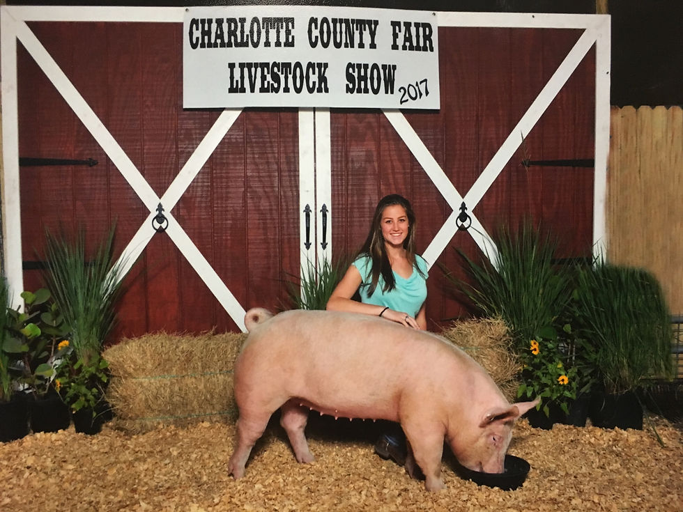 Swine