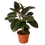 Thumbnail: Burgundy Rubber Plant