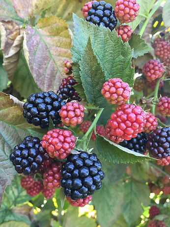 berries.jpeg