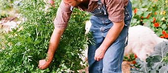 Gardener Harvesting Parsley_edited.jpg