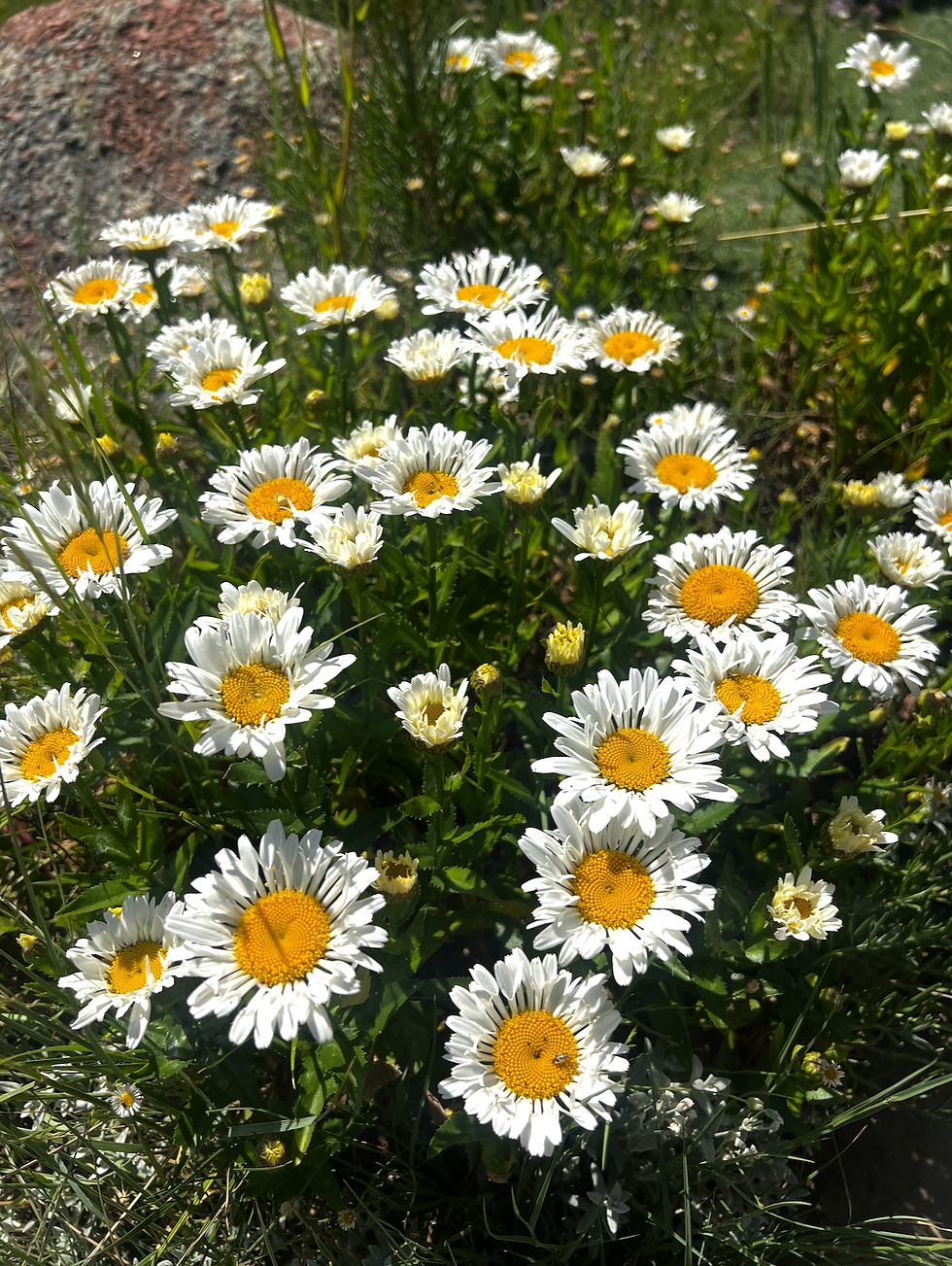 Shasta daisies in my garden bring me happiness