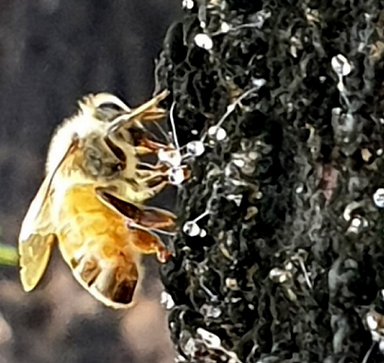 Bee on Black Beech Tree.png