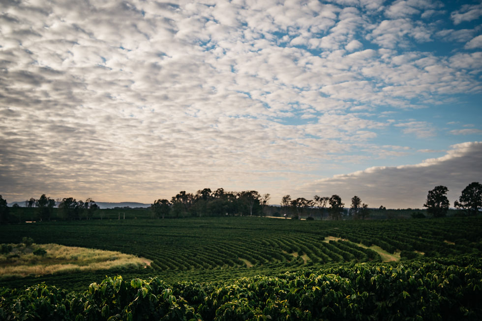 Miniaturbild: 5 Senses Special Fazenda Pinheiro Brazil