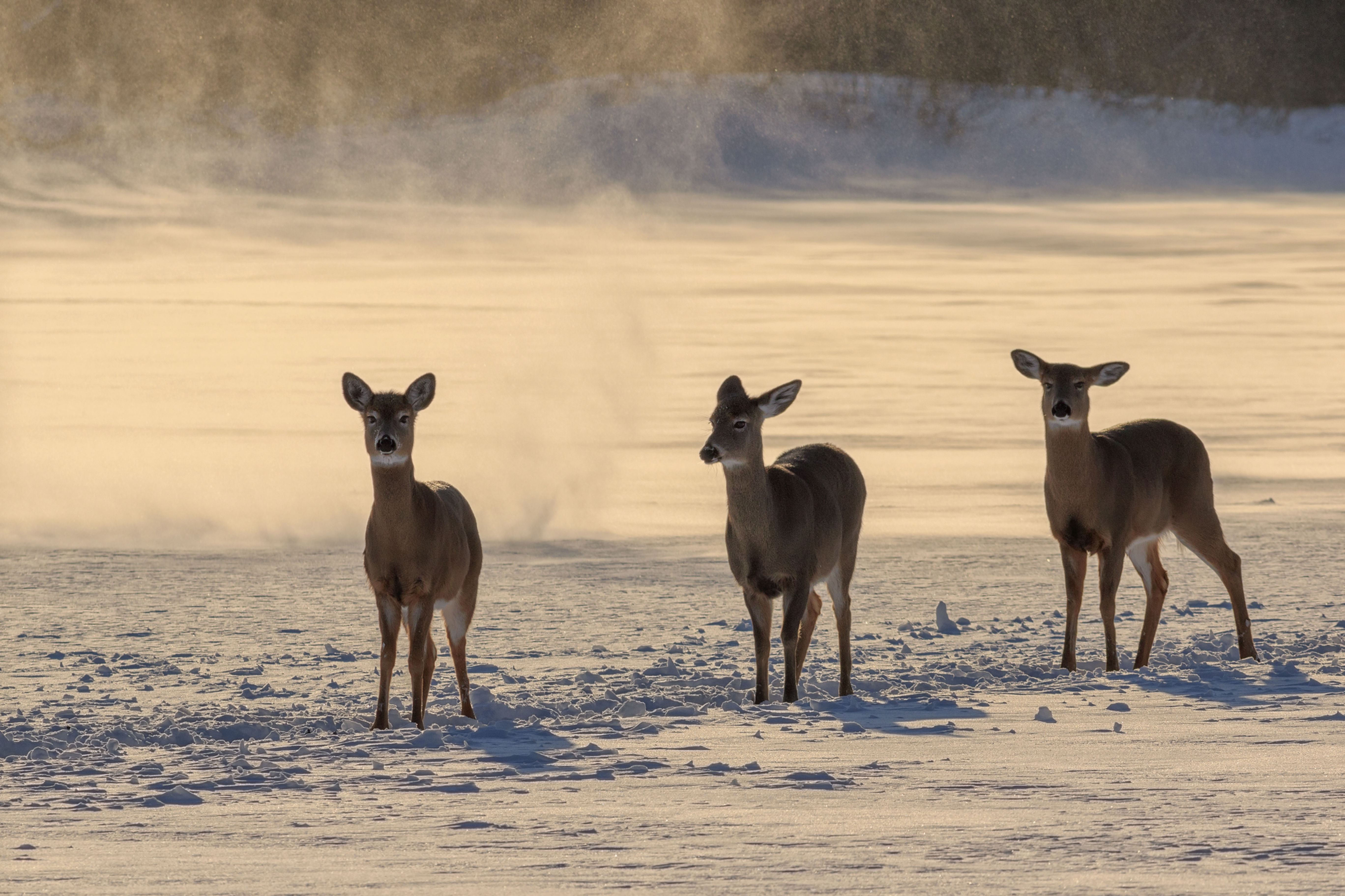 Three Backlit Deer