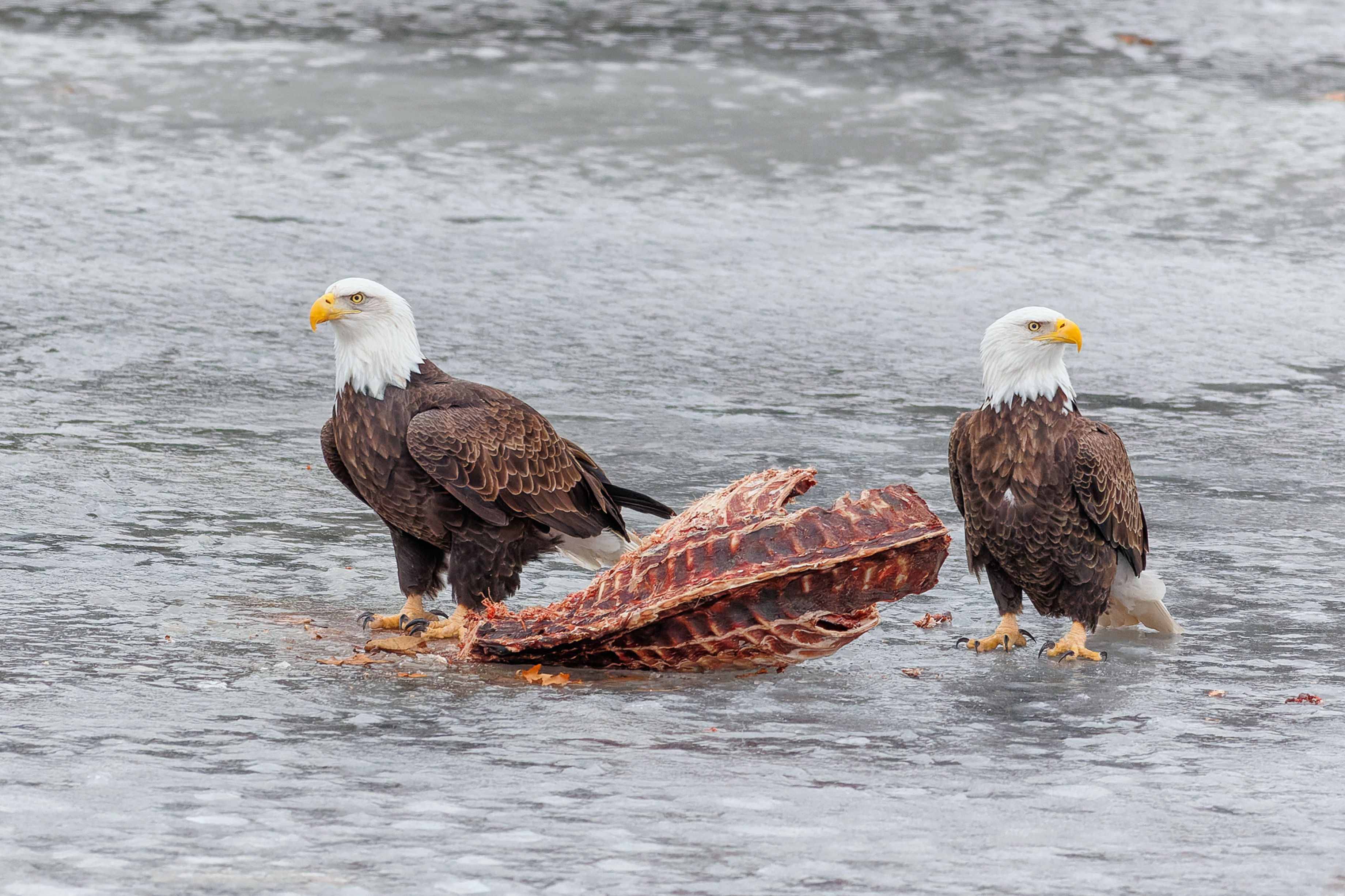 Bald Eagles