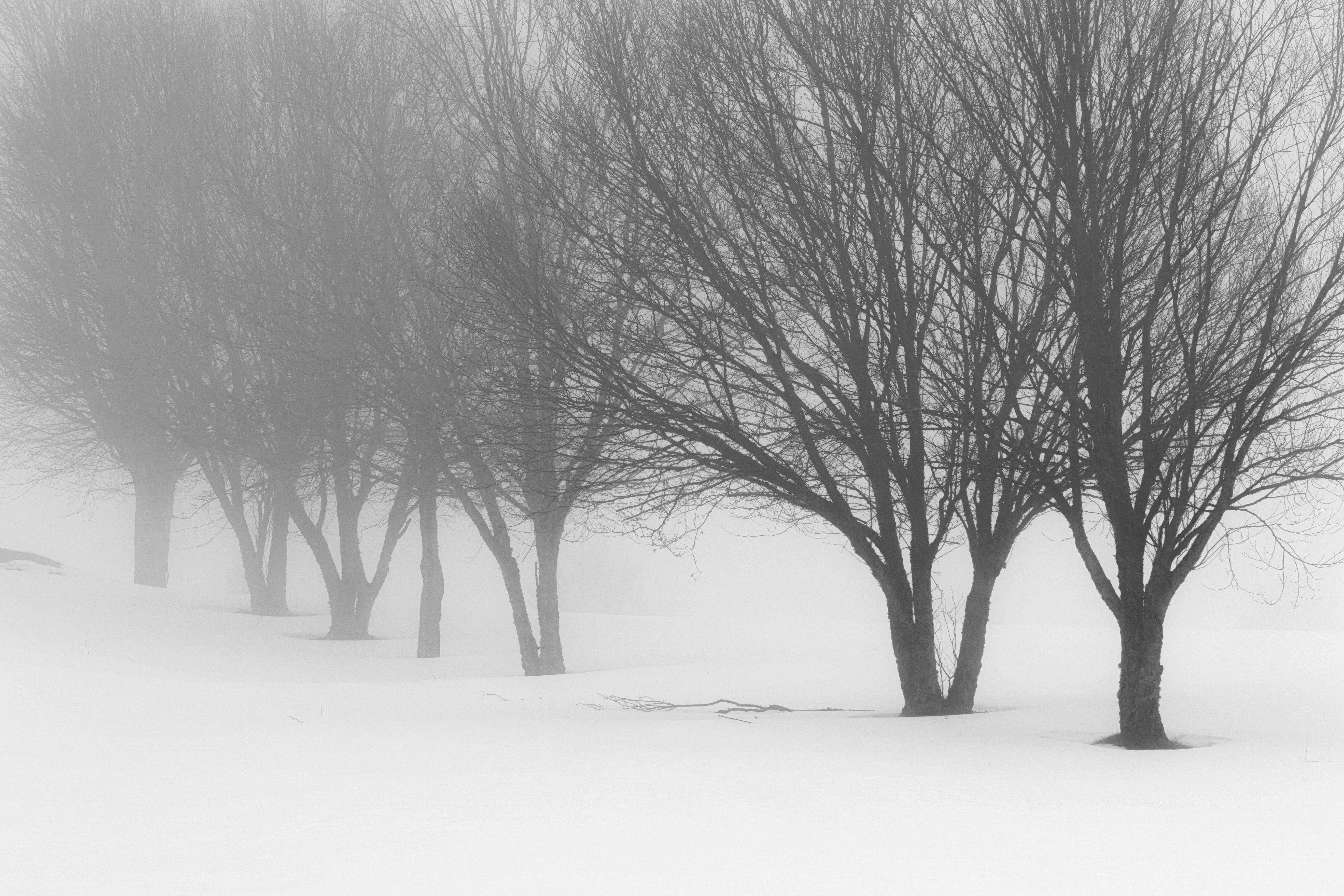 Foggy Trees