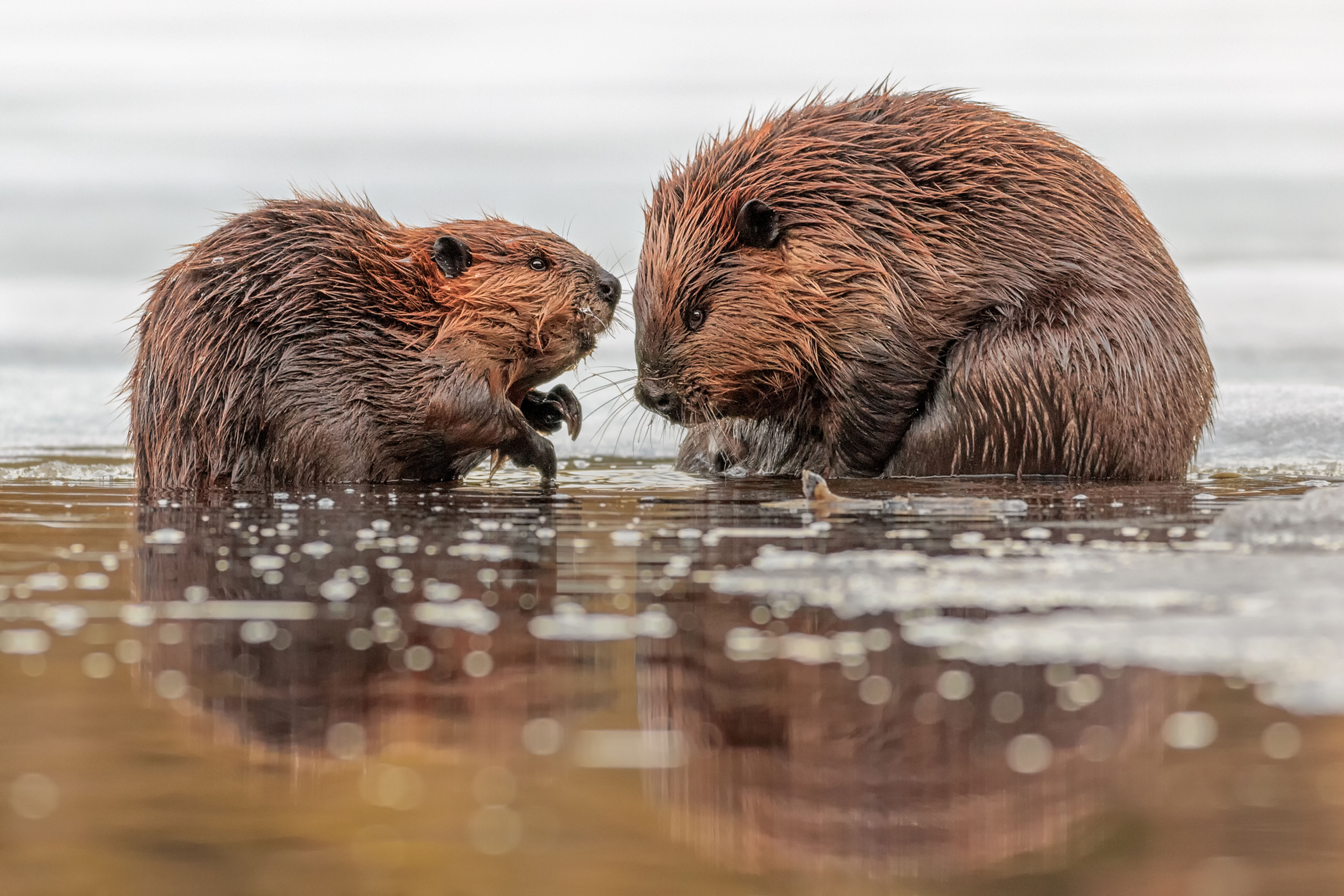 Mom and Baby Beaver