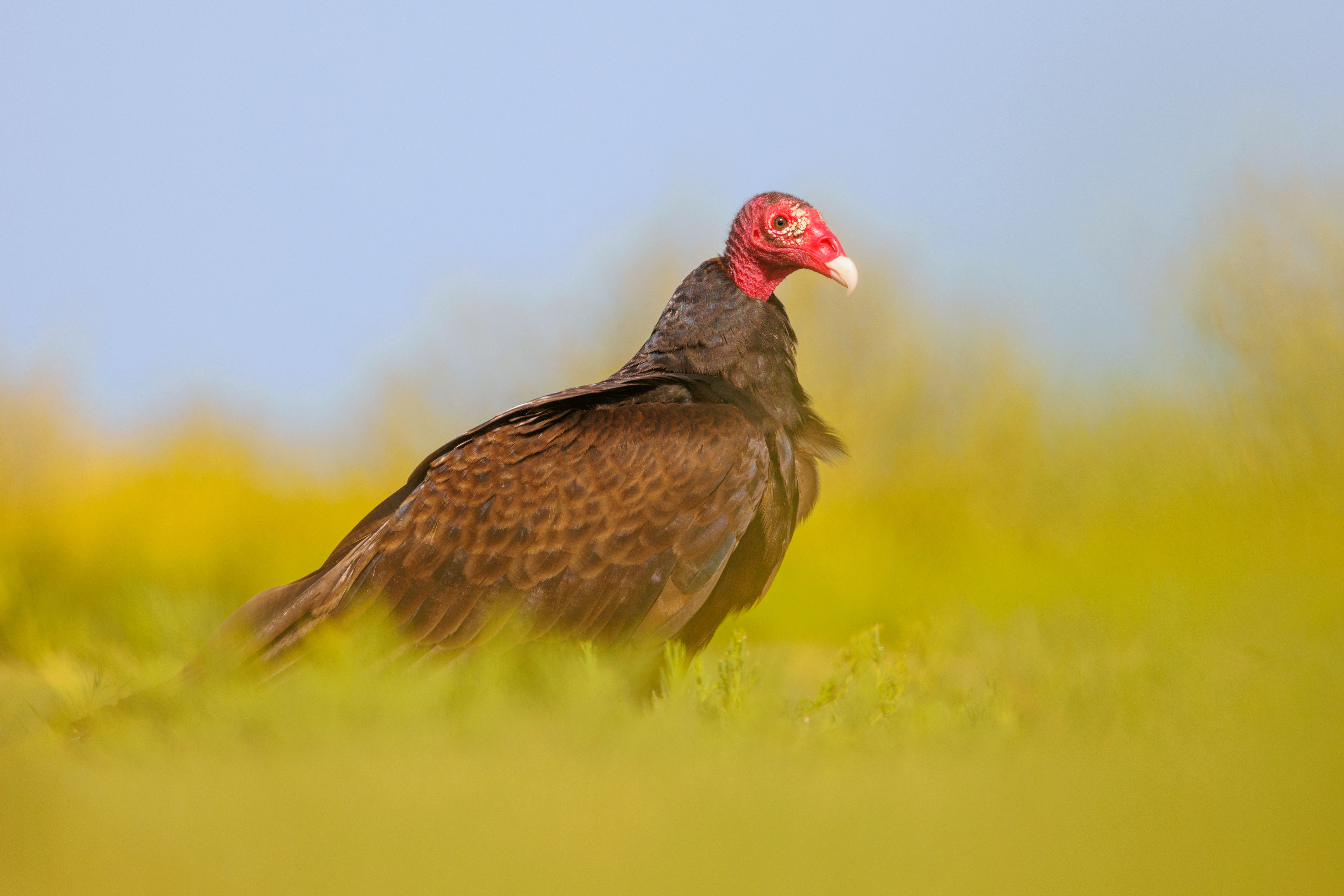 Turkey Vulture