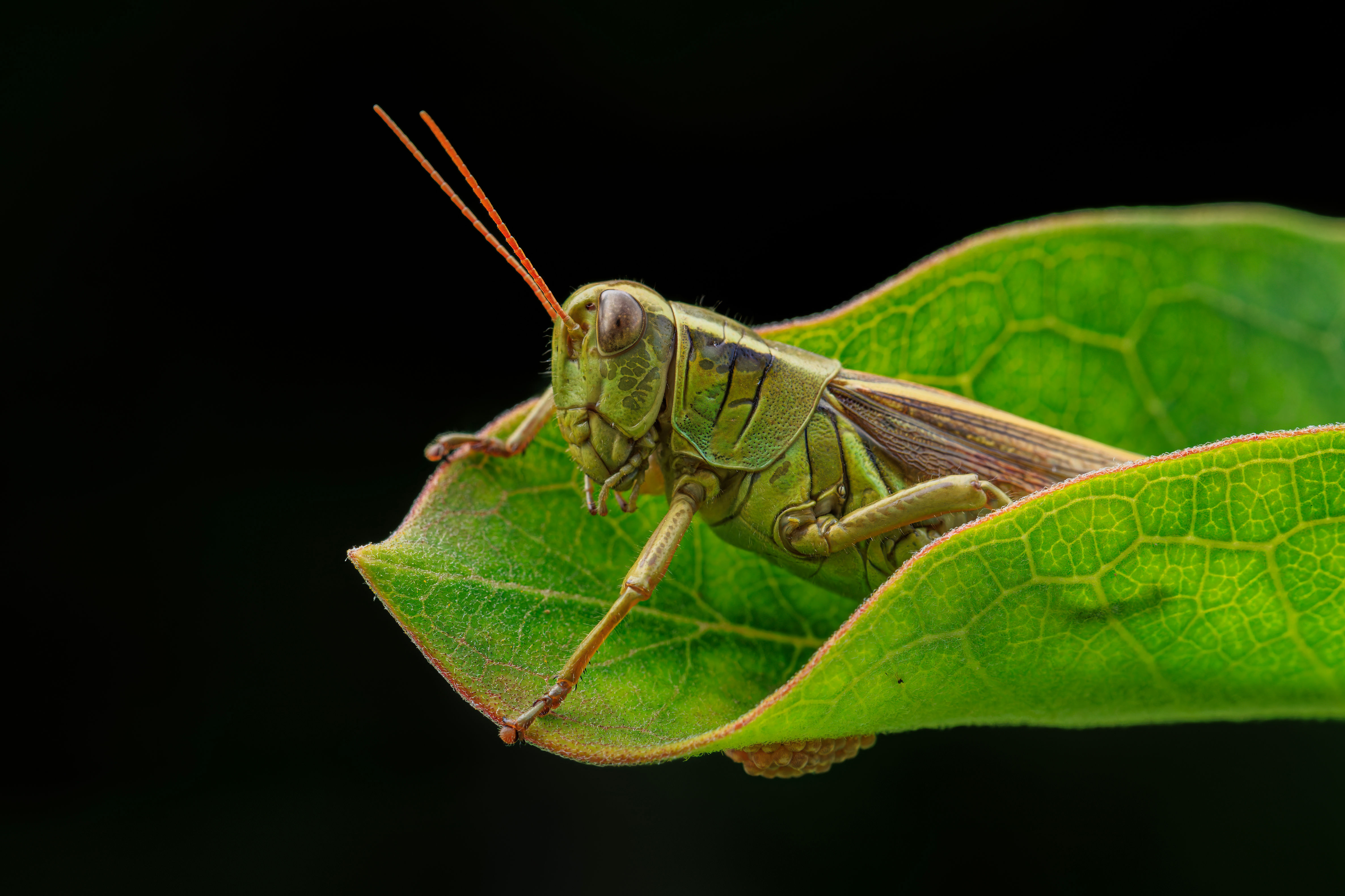 Grasshopper in Milkweed