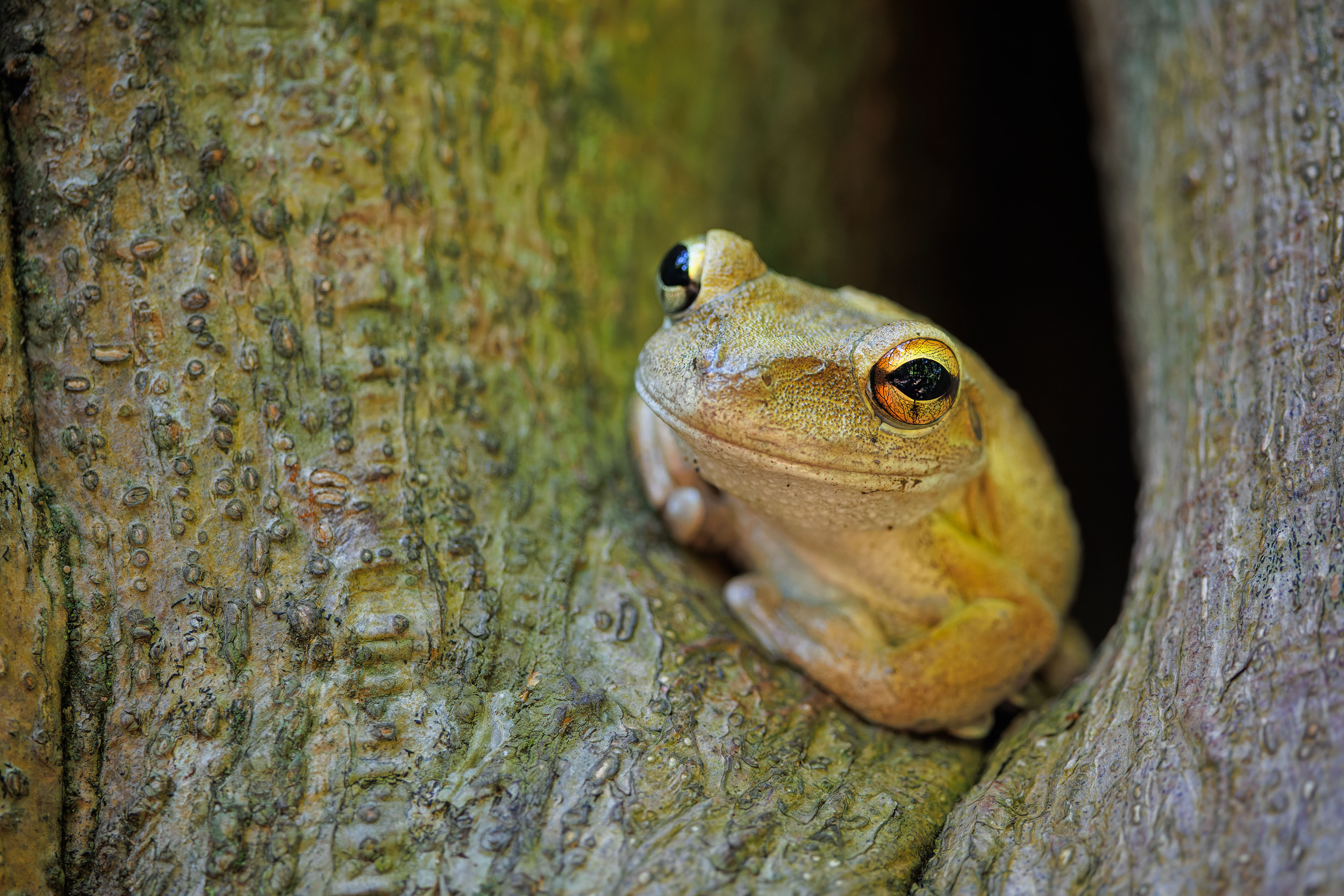 Cuban Tree Frog